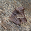 Oriental or Common Evening Brown (dry season form)