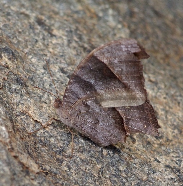 Oriental or Common Evening Brown (dry season form)