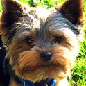 Yorkie Slide Puzzle iSlider logo