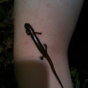 Oylimpic salamander