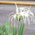 Caribbean Spider-lily