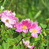 Multiflora Rose