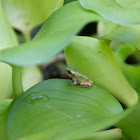 Cope's Gray Tree Frog