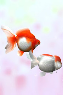 Gold Fish 3D Live Wallpaper(圖4)-速報App