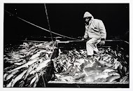 HD57 Elvira. Gestorte vis