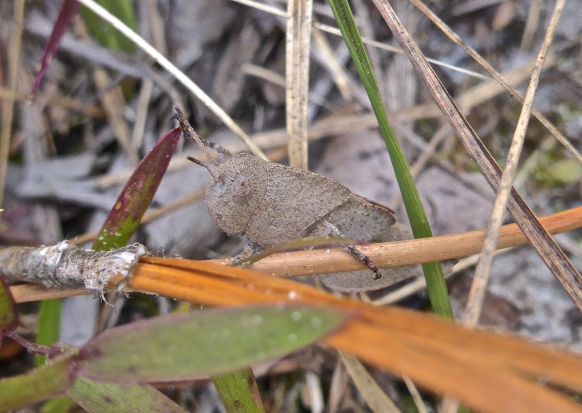 Southern Yellow-winged Grasshopper Nymph