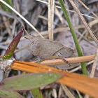 Southern Yellow-winged Grasshopper Nymph