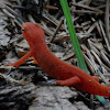 Red spotted newt+ Video