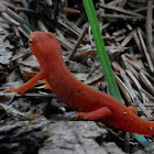 Red spotted newt+ Video