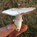 Inky mushroom Dark scaled mushroom