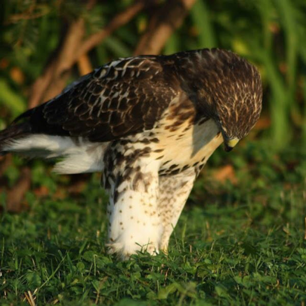 Red-tailed Hawk | Project Noah