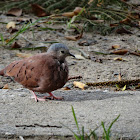 Ruddy Ground Dove