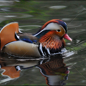 by Ita Martin - Animals Birds