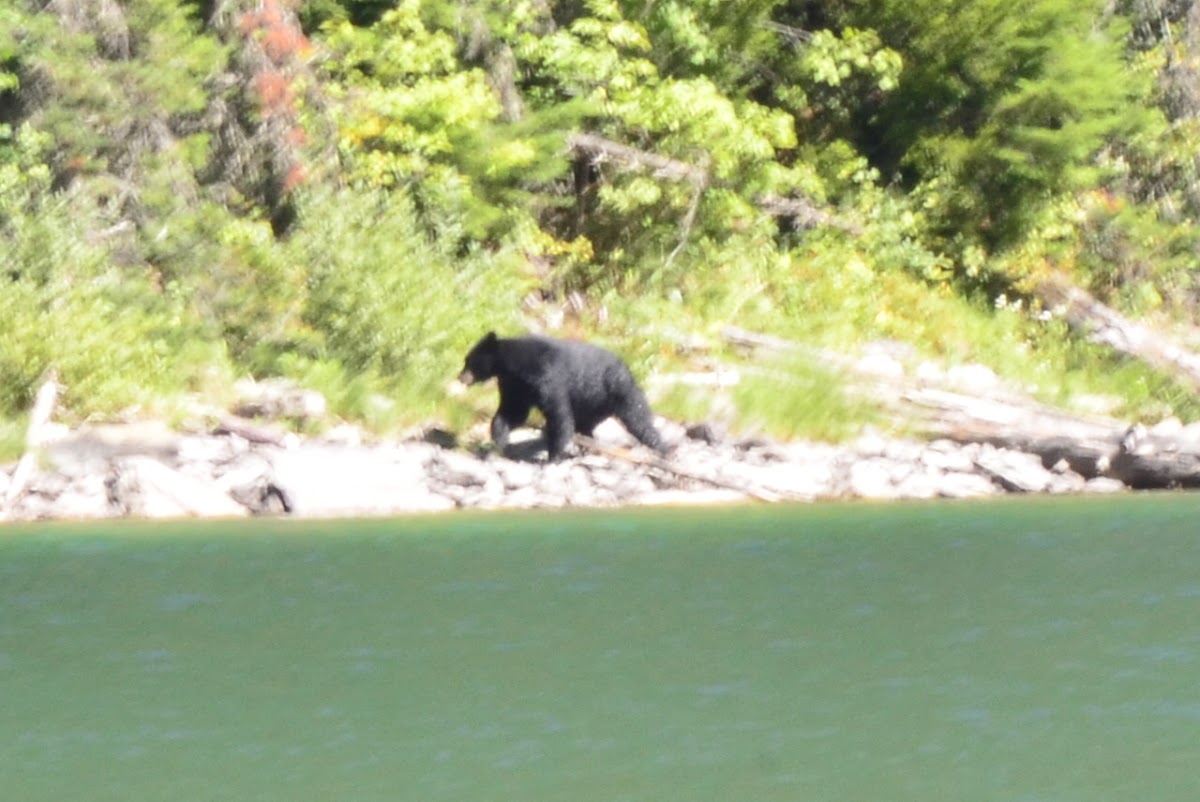 American Black Bear