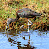 Glossy Ibis