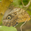Giant owl butterfly