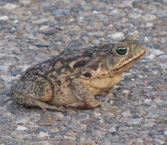 Cane Toad Project Noah