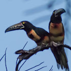 Collared Aracari