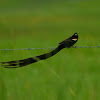 Long Tailed Widowbird