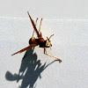 Paper wasp 