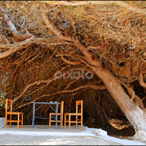 Old conifer by Dragos Nedelcu - Landscapes Travel