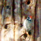 Nutalls Wood Pecker