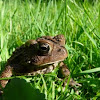  Eastern American Toad 