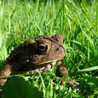  Eastern American Toad 