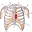 Anatomy Embryology Q&A Review Download on Windows