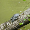 Northern Map Turtle
