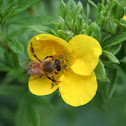 small honey bee
