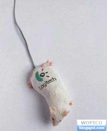 Real Looking Mouse