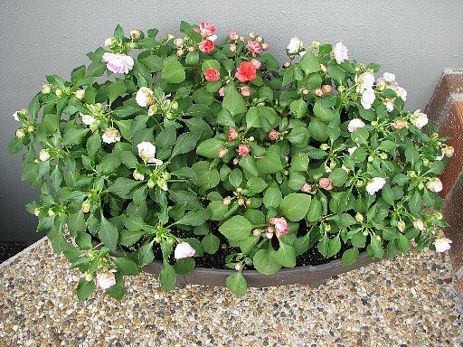 カリフォルニアローズ フィエスタ 暑さで異常発生 てきとう園芸日記 楽天ブログ