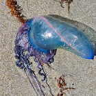 Portuguese Man o' War