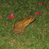 Yellow cururu toad
