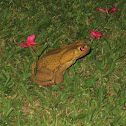 Yellow cururu toad