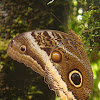 Banded Owl Butterfly