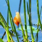 Pond Snail