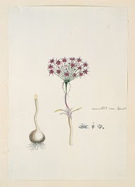 Hessea cinnamomea (L'Hérit.) Durand & Schinz.