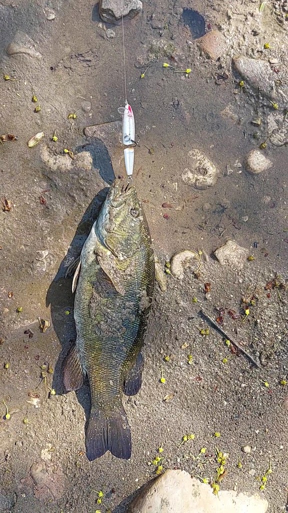  George Webb Restaurant