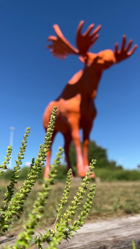  The Big Orange Moose