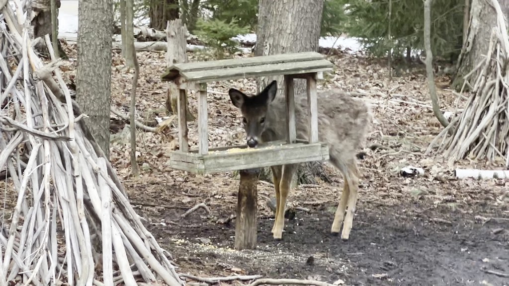  Majerle's Black River Grill