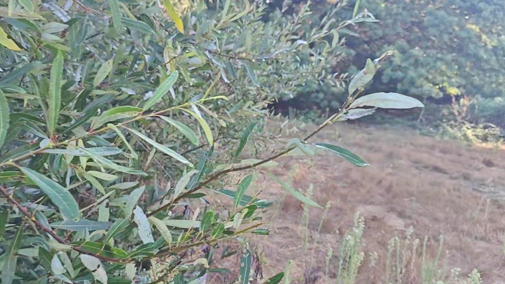  Pajaro Valley Golf Club