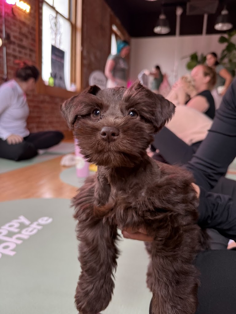  Puppy Sphere | Puppy Yoga (Long Island)