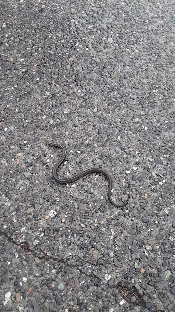  Lake Stevens Athletic Club