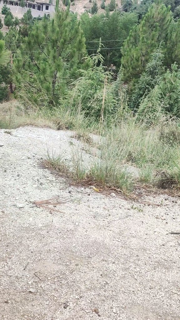  Char Sports Performance