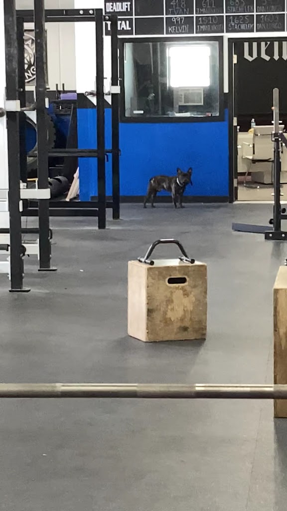  Iron Arena Powerlifting & Performance