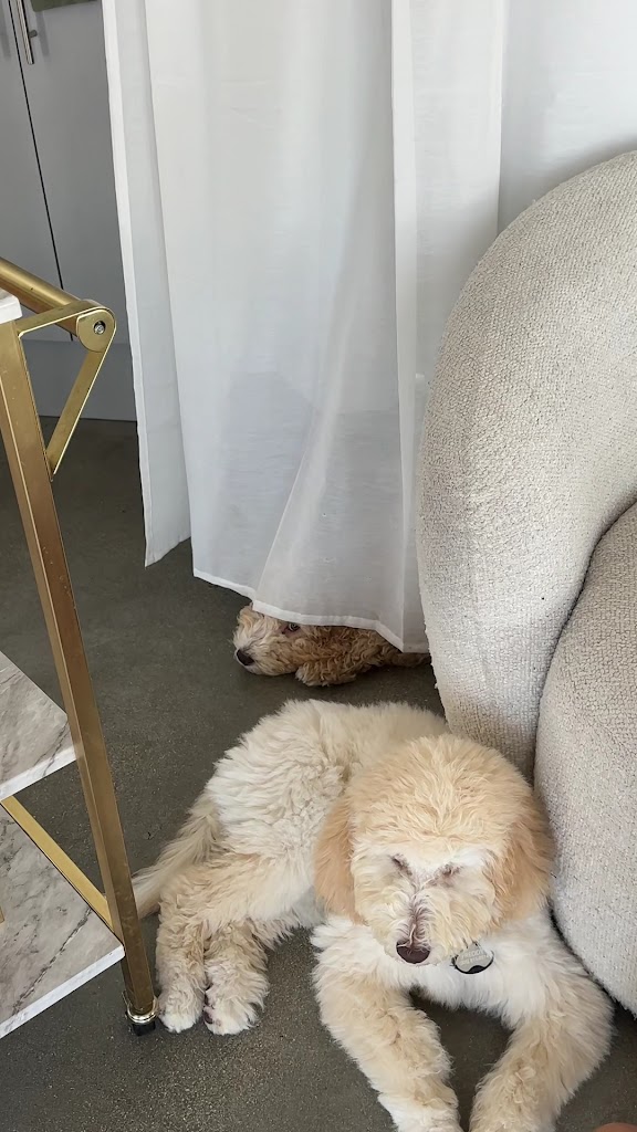  Puppy Sphere | Puppy Yoga (Miami)