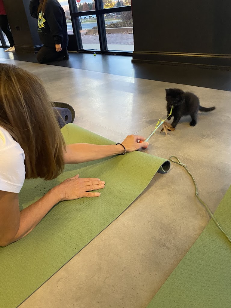  Goat Yoga Chicago - Elgin, Illinois