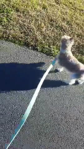  Woodlands Sportsplex Gymnastics & Athletics